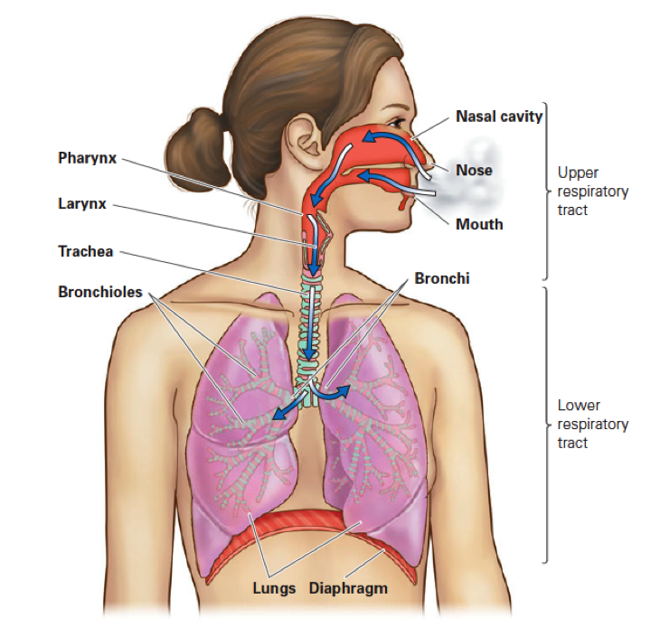 Respiratory System Quiz - Skill 1 and Skill 2 - Quiz